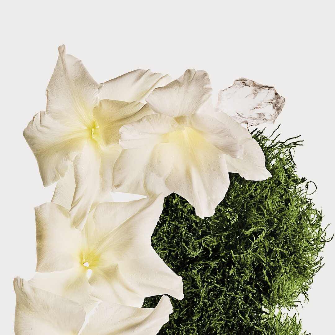 CK COTTON MUSK Bruma Corpo e Cabelo